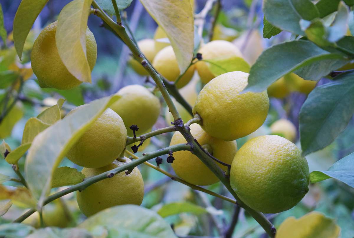 fruit round beige fruit food